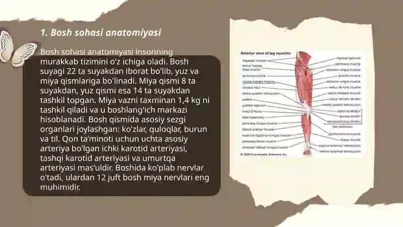 Bosh sohasi muskullari 3