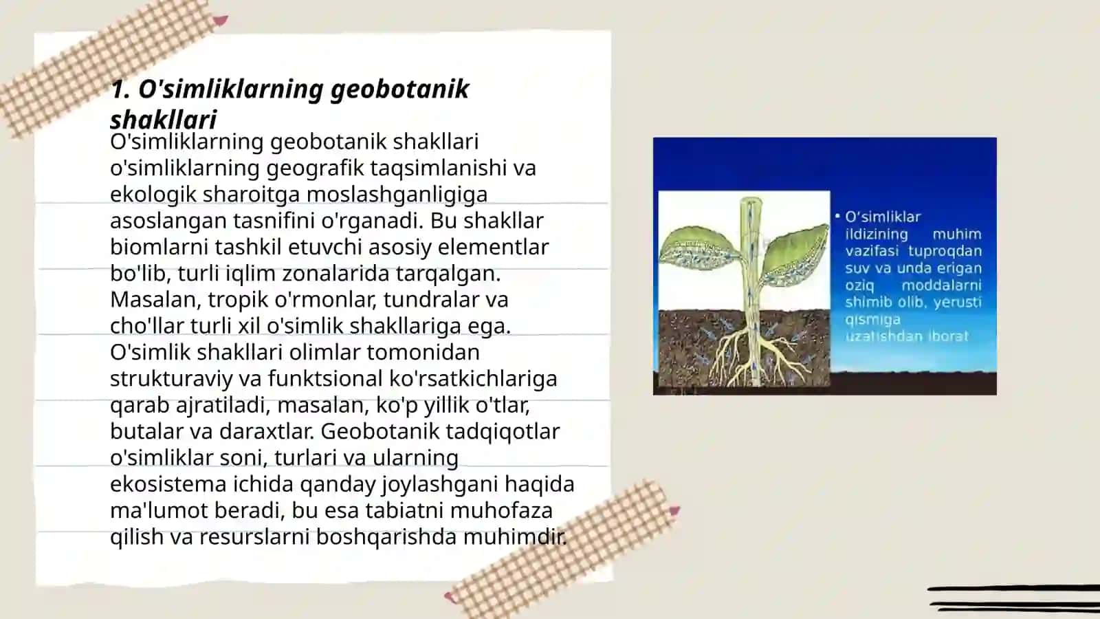 O'simliklarning hayotiy shakllari 3