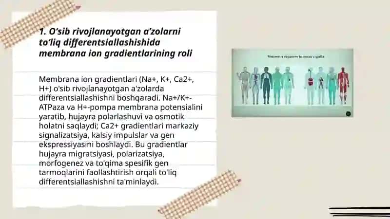 Oʻsib rivojlanayotgan organizm aʼzolarini toʻliq differentsiallashishida membranadagi koʻchish va transport jarayonlarini ahamiyati va xususiyatlari 3