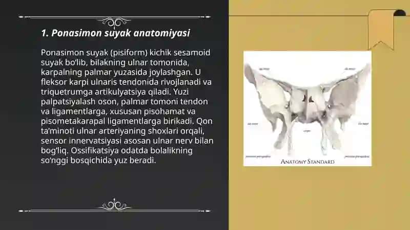 Ponasimon suyak anatomiyasi 3
