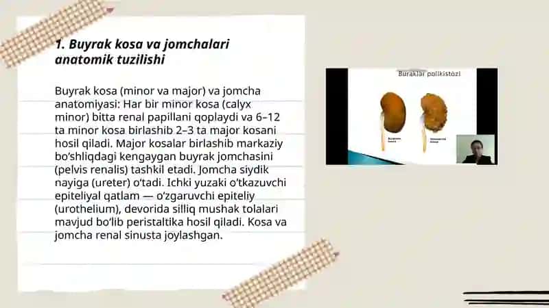 Siydik ayiruv yoʻllar:buyrak kosa va jomchalari siydik nayi,siydik qopi ularning tuilishi va ahamiyati 3