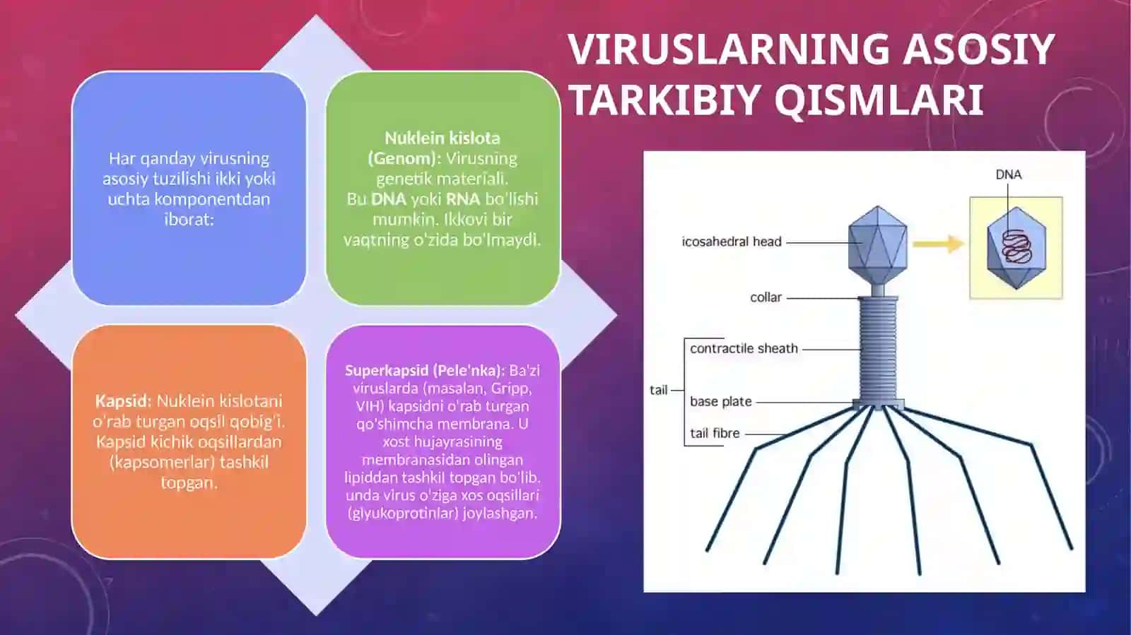 Viruslar. Ularning o'ziga xos umumiy tuzilishi va farqlari 3