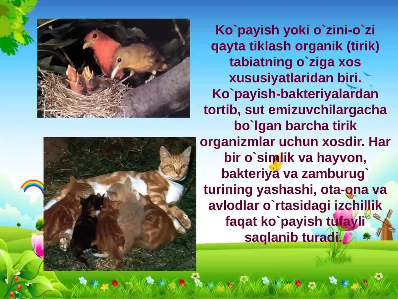 Hayvonot olamida ko'payish organlari filogenezi 3