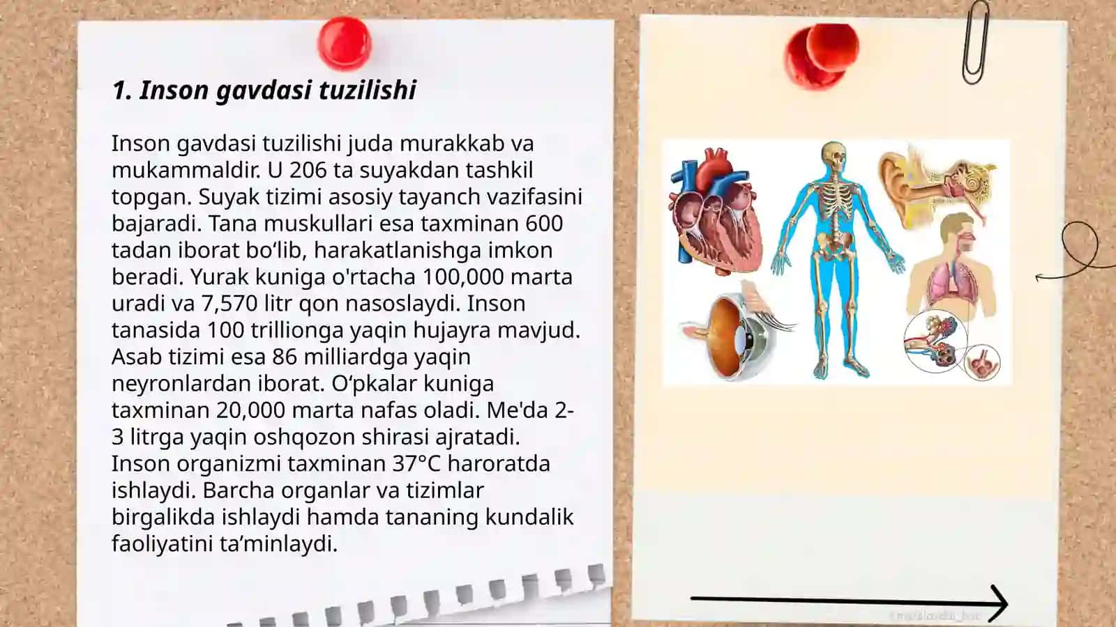 Inson gavdasi tuzilishi 3