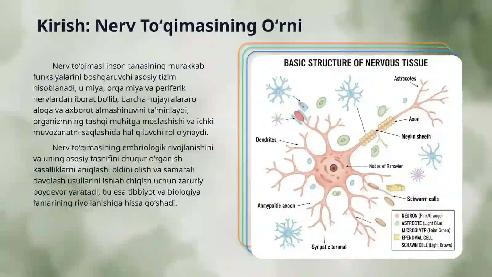 Nerv toʻqimasining taraqqiyoti va tasnifi 3