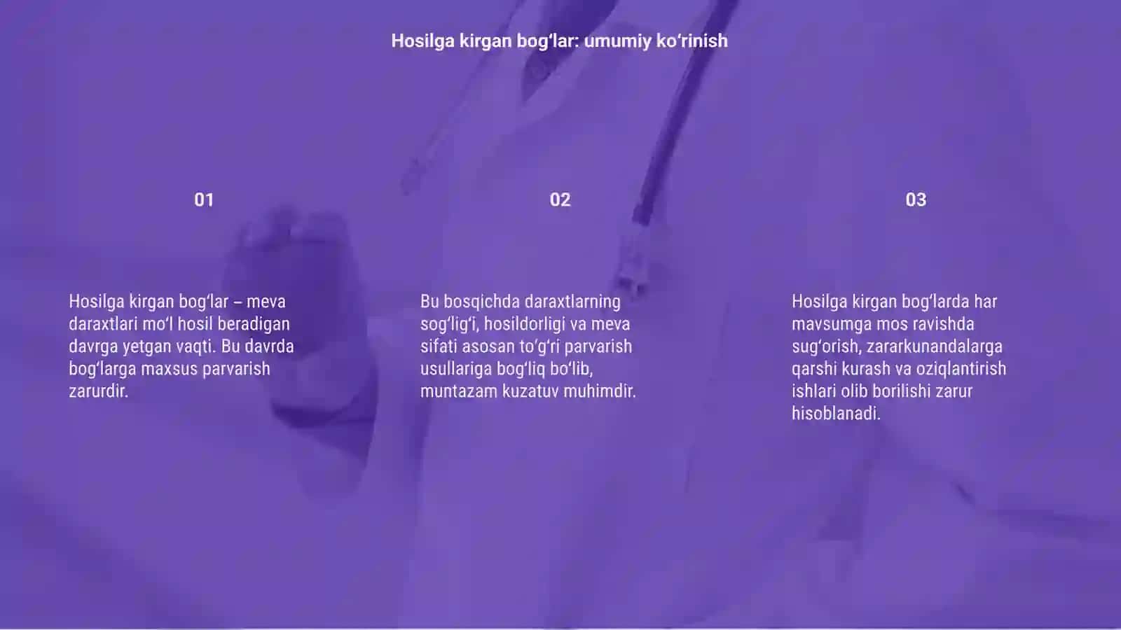 Hosilga kirgan bogʻlarni tarbiya qilish 3