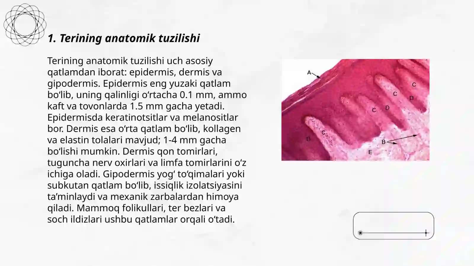 Lab va og’iz bo'shligi shilliq qavati hamda teri anatomiyasi, gistologiyasi. Terining asosiy funktsiyalari 3
