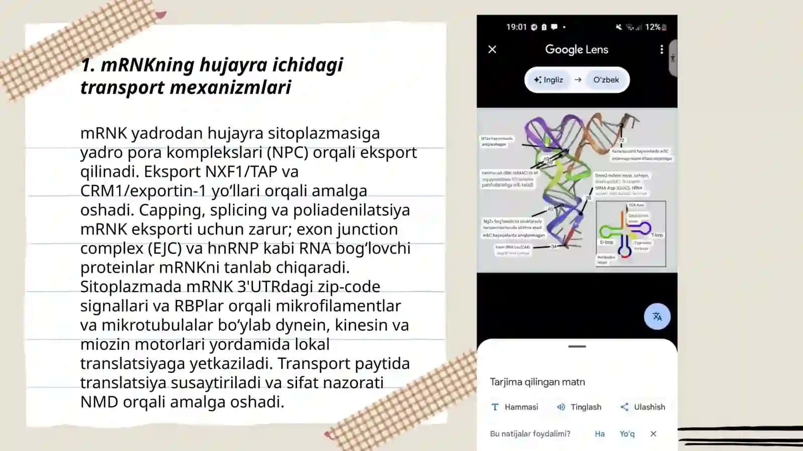 Ribonukleinkislotalar (RNK) informatsion transport va ribosomal RNKlarning xususiyatlari va funksiyalari 3