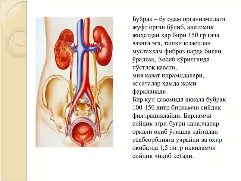 Буйрак Касалликлари, Уларнинг Патофизиологияси ва фармакотерапия асослари 3
