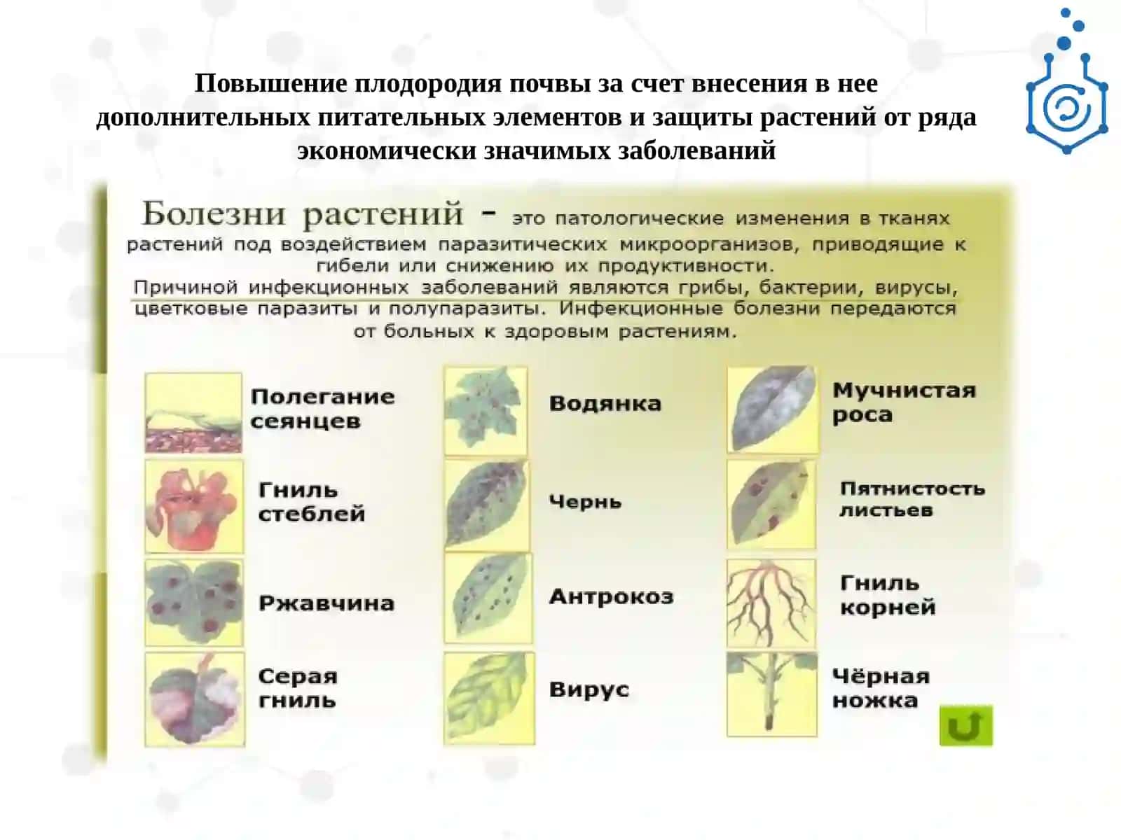 ИССЛЕДОВАНИЕ АКТИВНОСТИ ШТАММА BACILLUS SUBTILIS BZR 336G 3