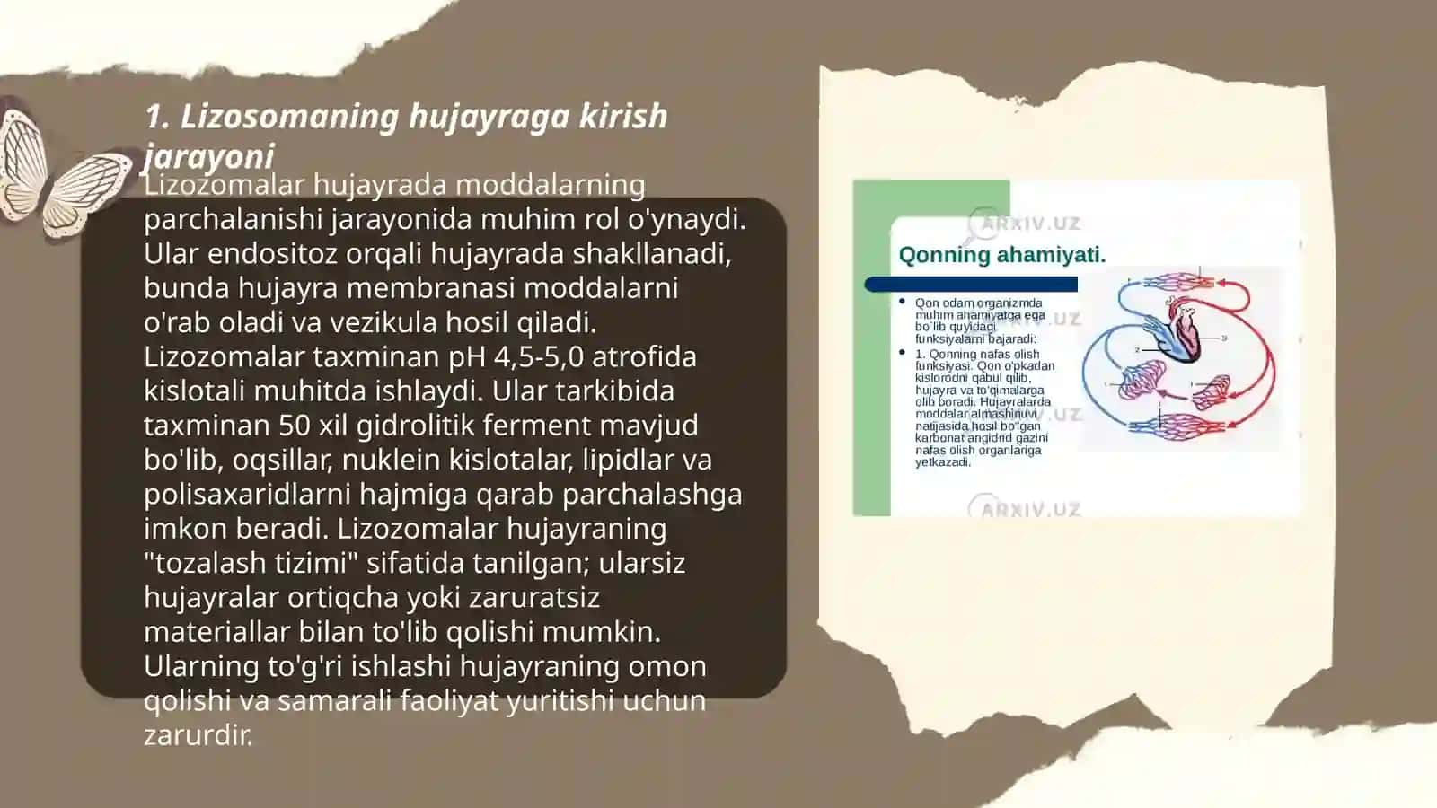 Lizosomalarning hujayra ichida ovqat hazm qilish jarayonidagi ahamiyati 3