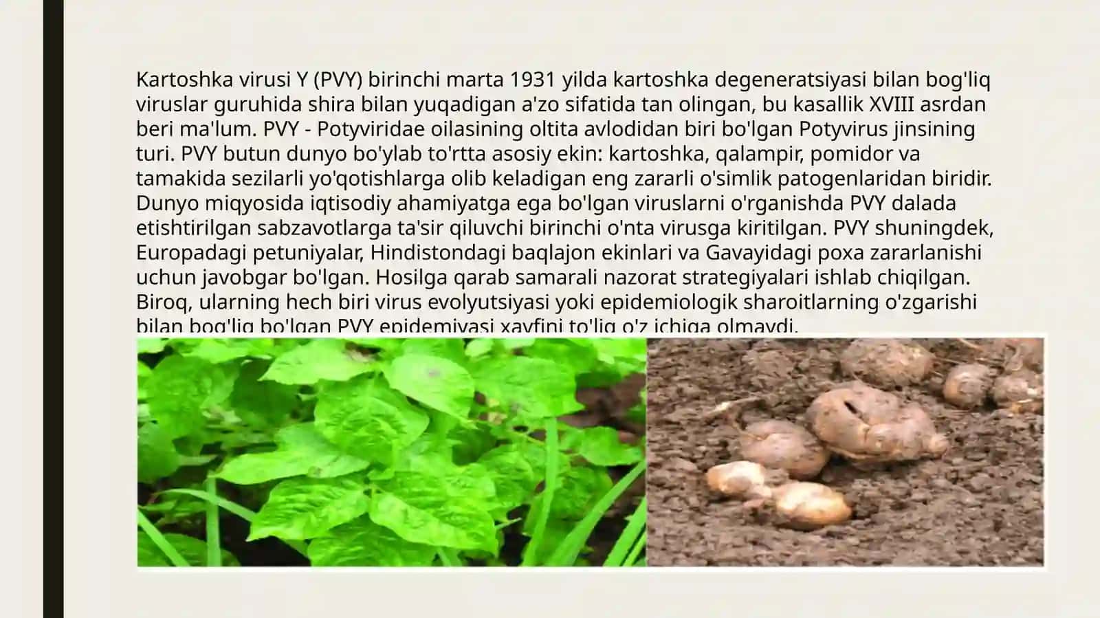 Kartoshka Y virusi 3