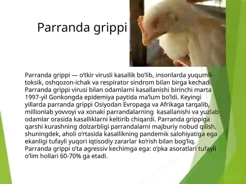 Parranda grippi 3