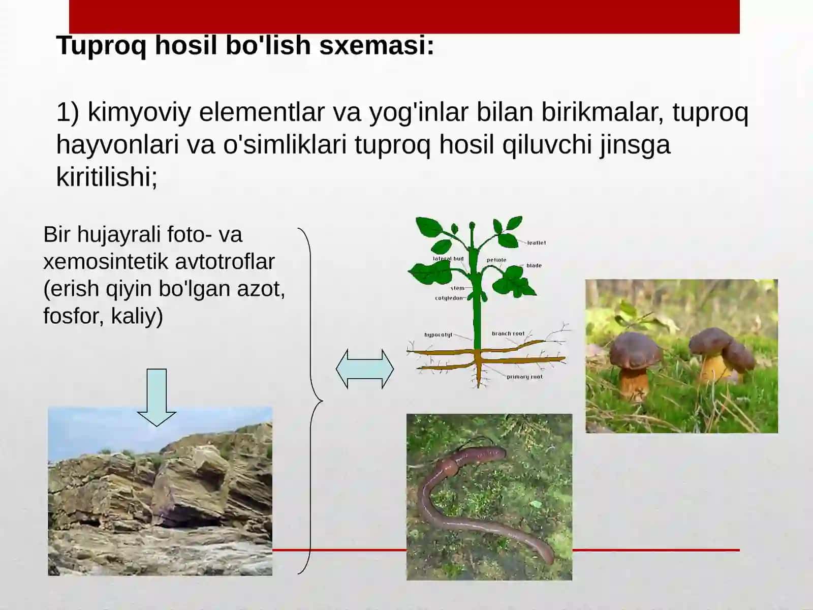 Tuproqni hosil qiluvchi omillar 3