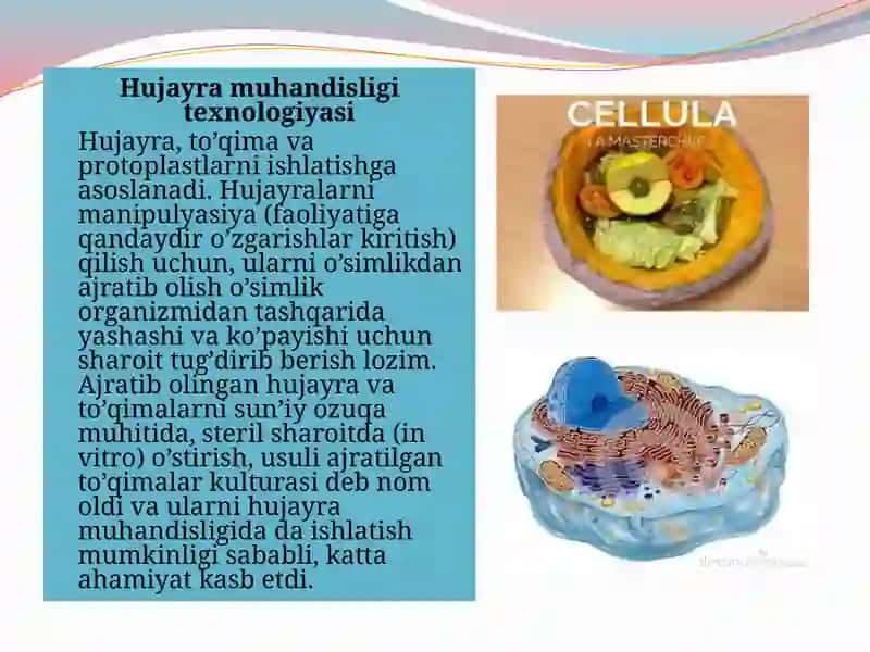 Hujayramuhandisligi texnologik jarayoni 3