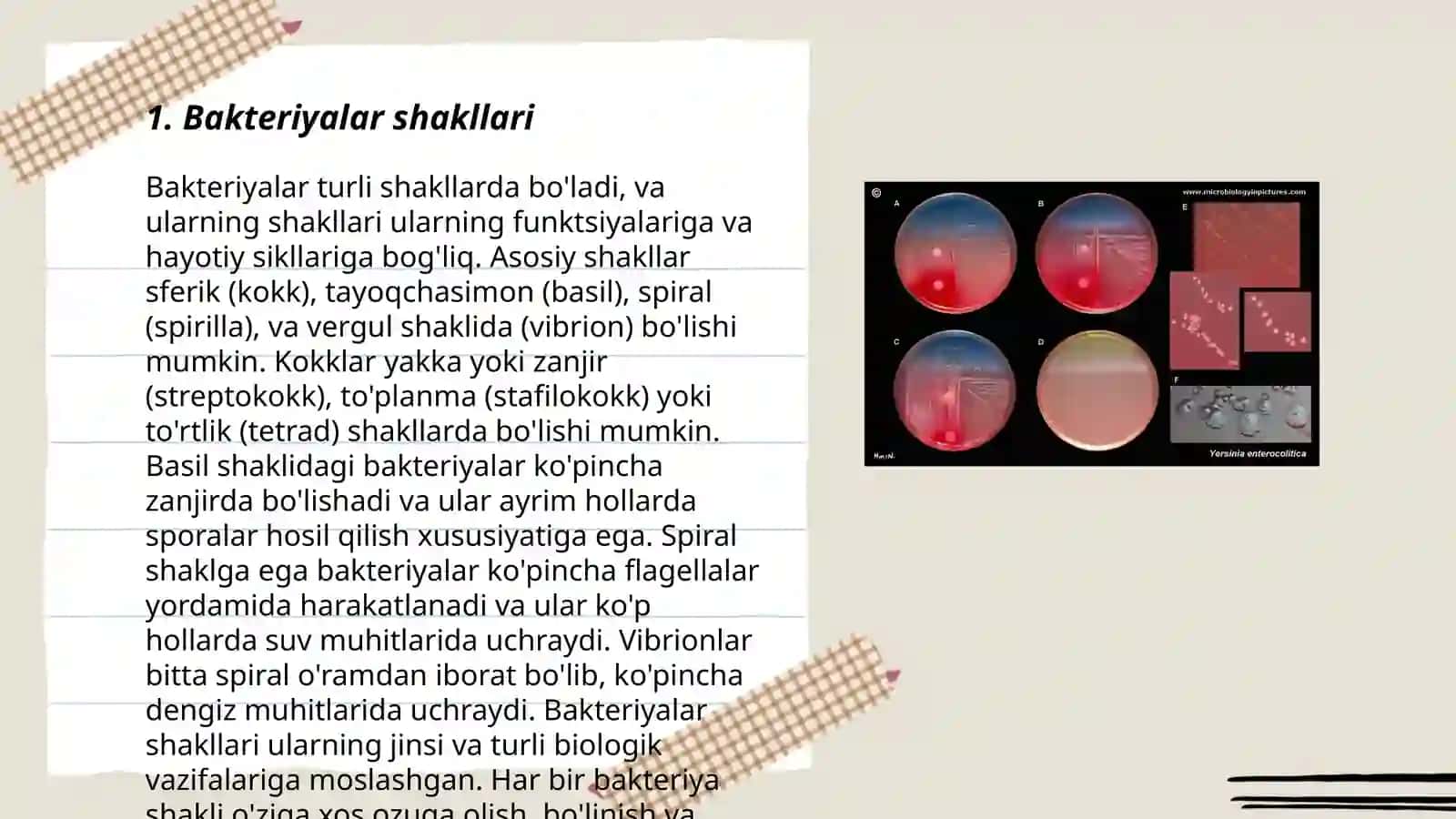 Bakteriyalar morfologiyasi 3