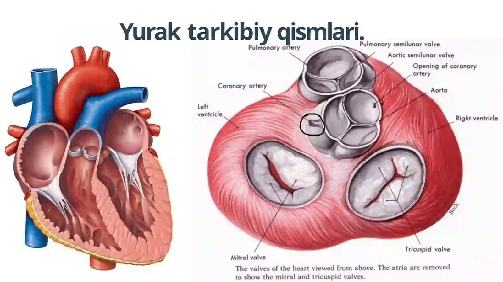 YurakFiziologiyasi 3