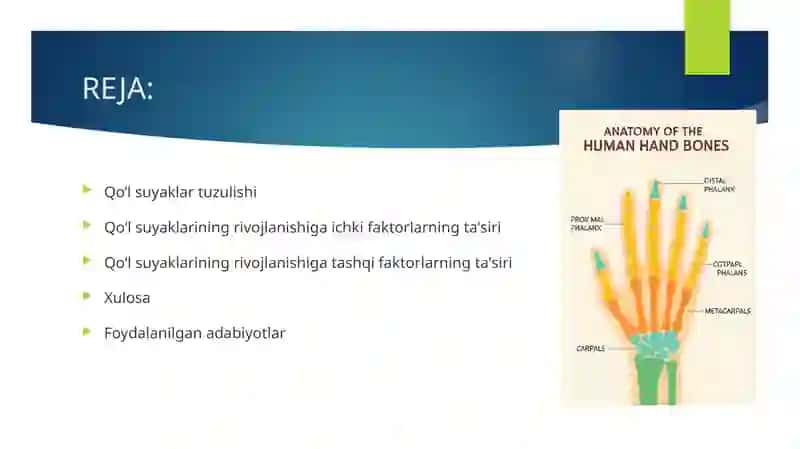 Qoʻl suyaklarining rivojlanishiga ichki va tashqi faktorlarning ta'siri 3