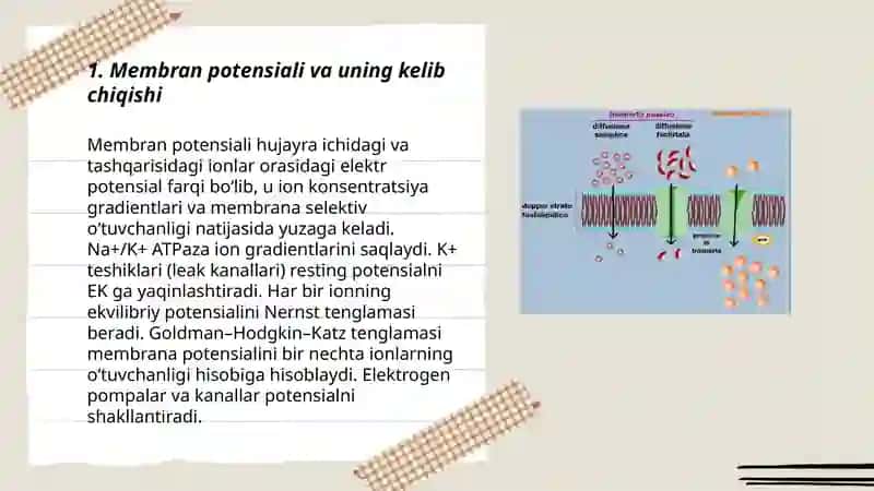 Signallarni membranalar orqali o'tkazilishi 3