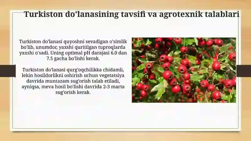 Turkiston dulanasi – Crataegus turkestanica ni yetishtirish texnologiyasi 3