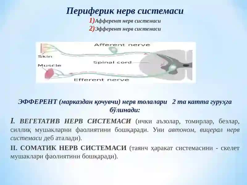 Эфферент иннервация. Холинергик синапсларга таъсир этувчи дори воситалар 3