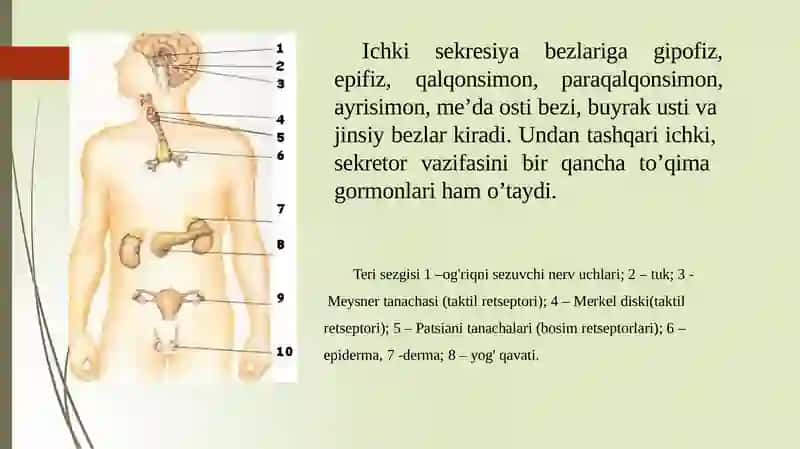 ENDOKRIN TIZIMI FIZIOLOGIYASI VA YOSHGA OID HUSUSIYATLARI 3