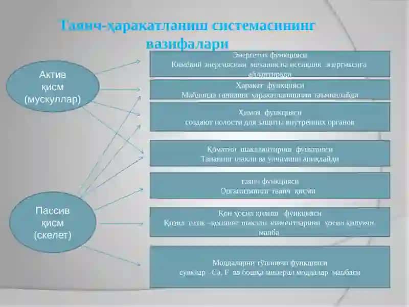 Таянч –ҳаракатланиш системаси ва унинг ёшга хос хусусиятлари 3