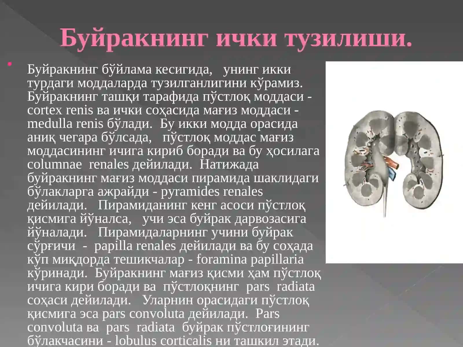 Буйрак 3