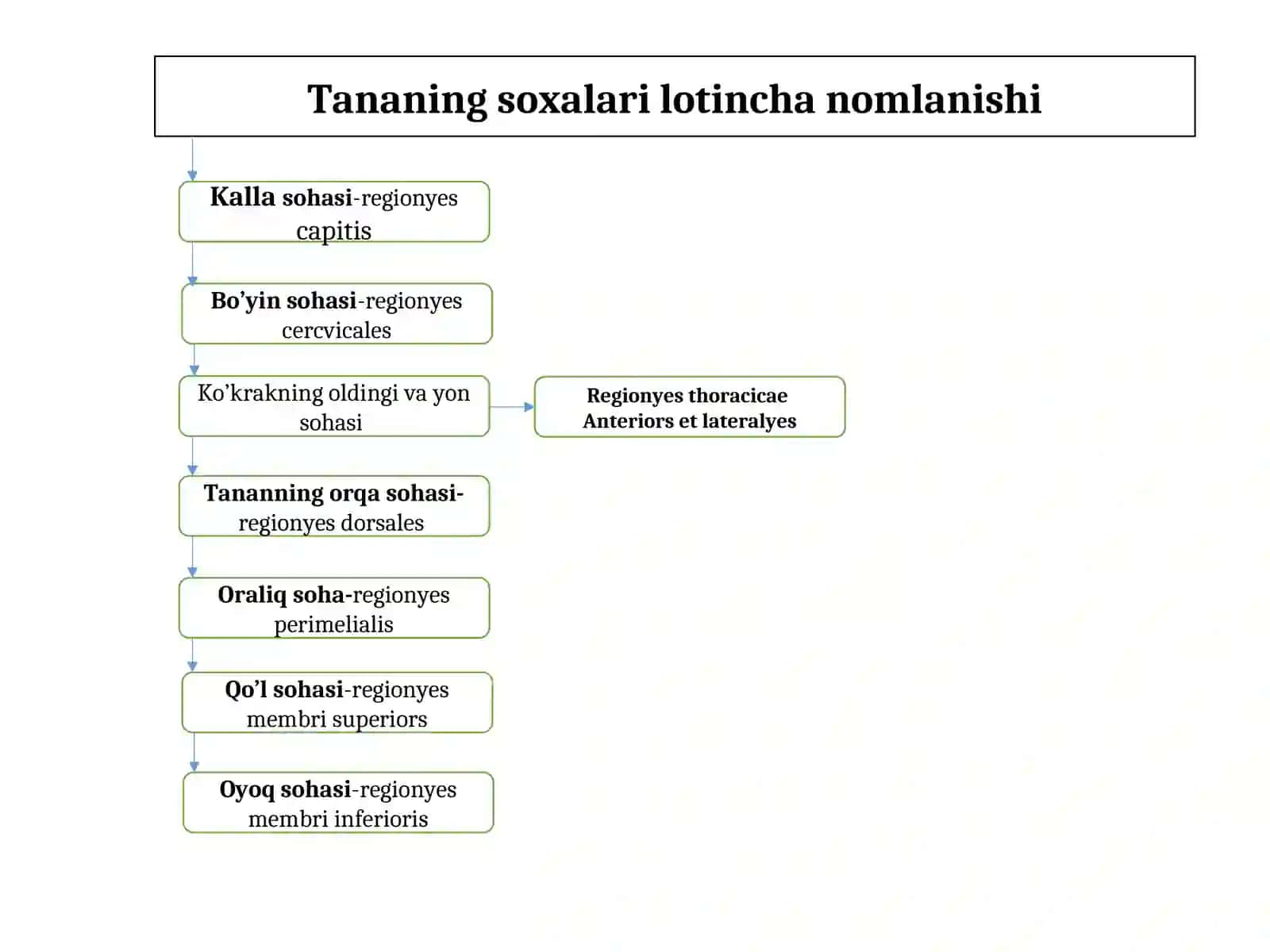 Muskullar haqida umumiy ma’lumotlar 3