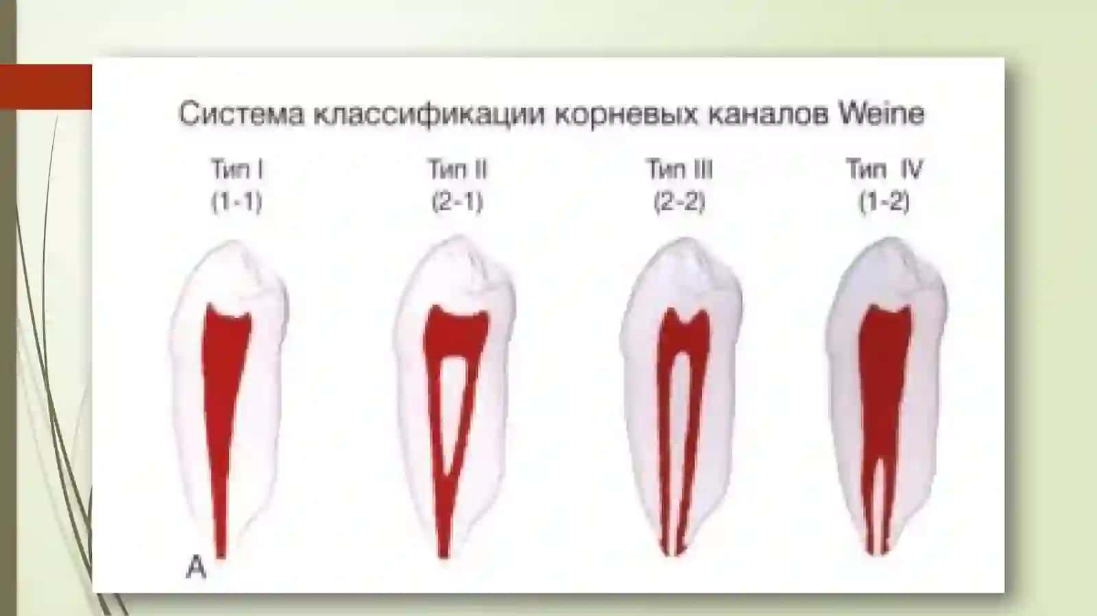 Tish bo’shlig’i topografik anatomiyasining o’ziga xos xususiyatlari 3