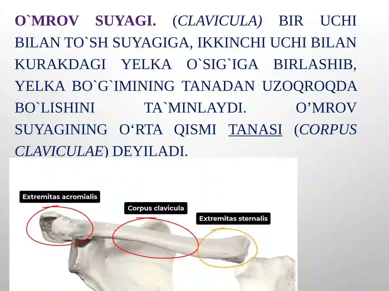 Osteologiya.Qo’l suyaklariningtuzilishi 3