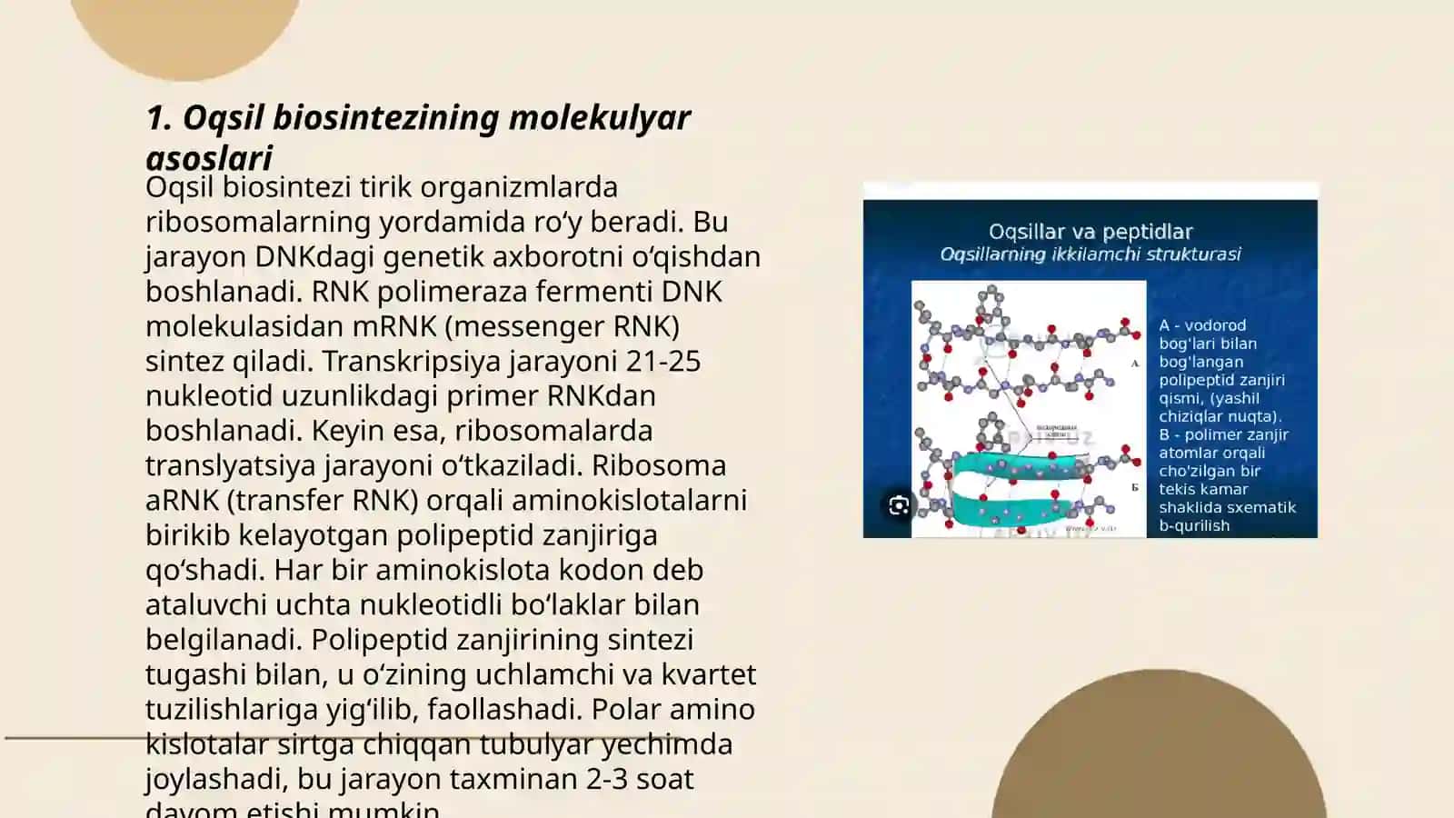 Oqsil biosentizi va uning genitik darajadagi regulyatsiyasi 3