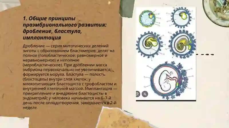 Общие закономерности проэмбрионального (прогенез), эмбрионального (эмбриогенез) и постэмбрионального развития Тератогенные факторы Герантология. Регенерация. Гомеостаз. Трансплантация 3