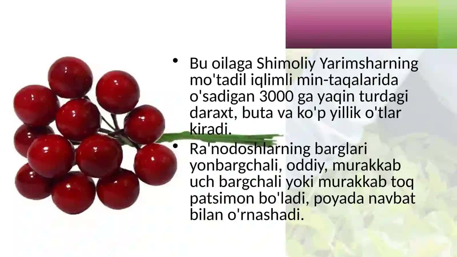 6-sinf Botanika Qirqbo'g'imlar bo'limi 3