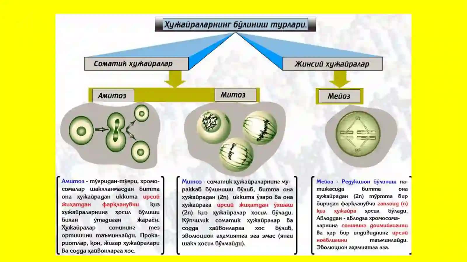 MEYOZNING BIOLOGIK AHAMIYATI 3