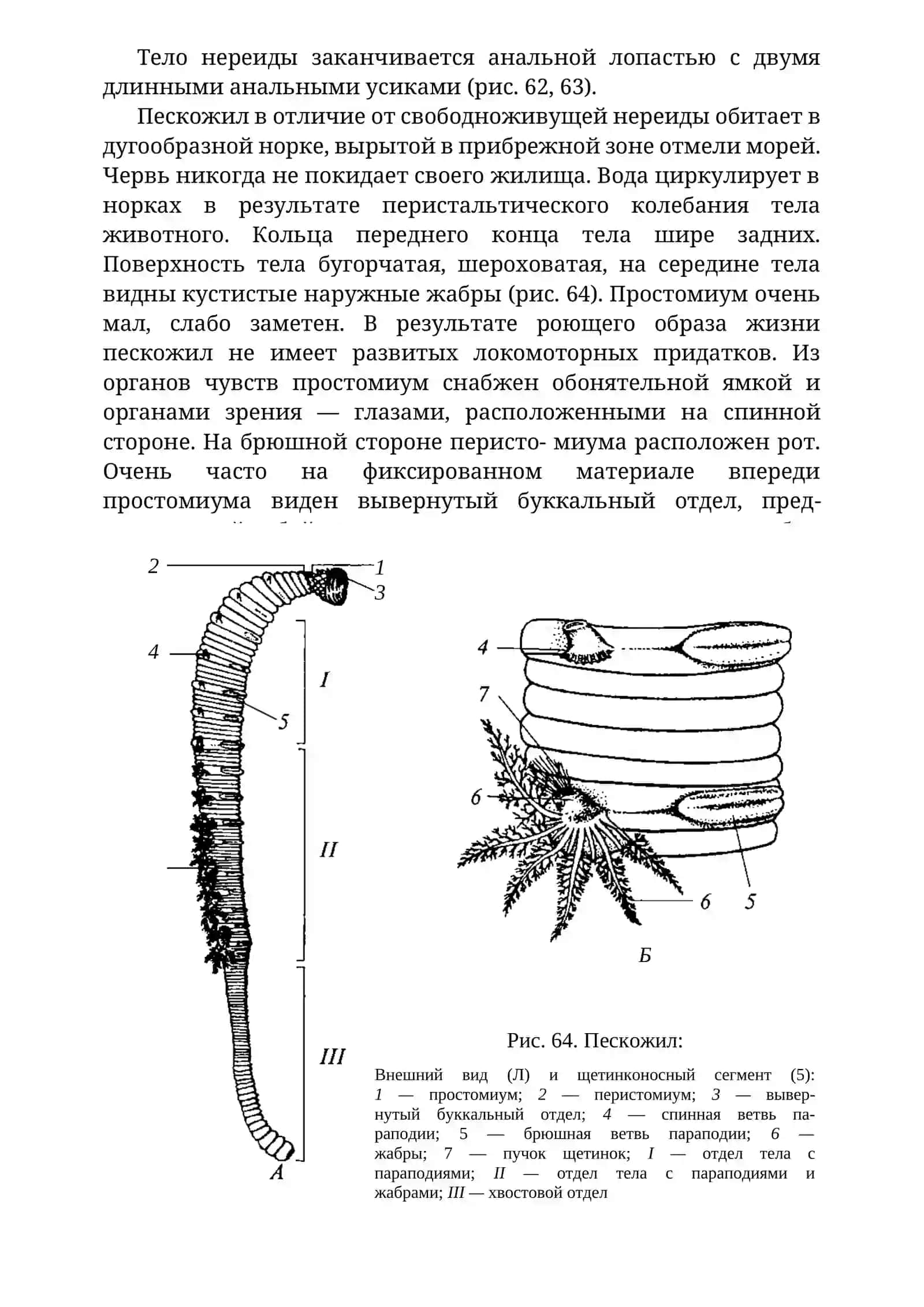 ОСОБЕННОСТИ СТРОЕНИЯ МНОГОЩЕТИНКОВЫХ ЧЕРВЕЙ 3