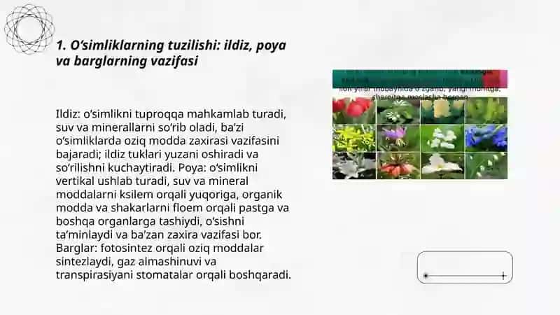 O‘simliklar dunyosi va ularni hayot tarzi 3