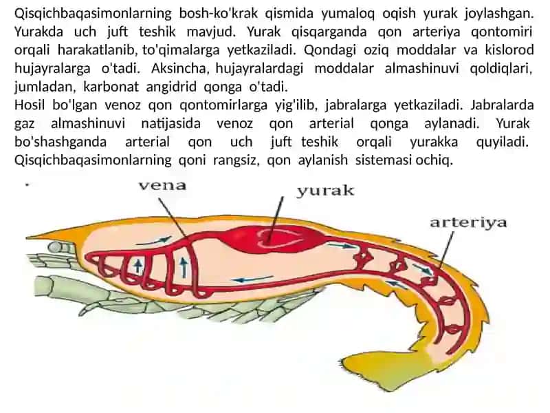 UMURTQASIZLARNING QON AYLANISH SISTEMAS 3