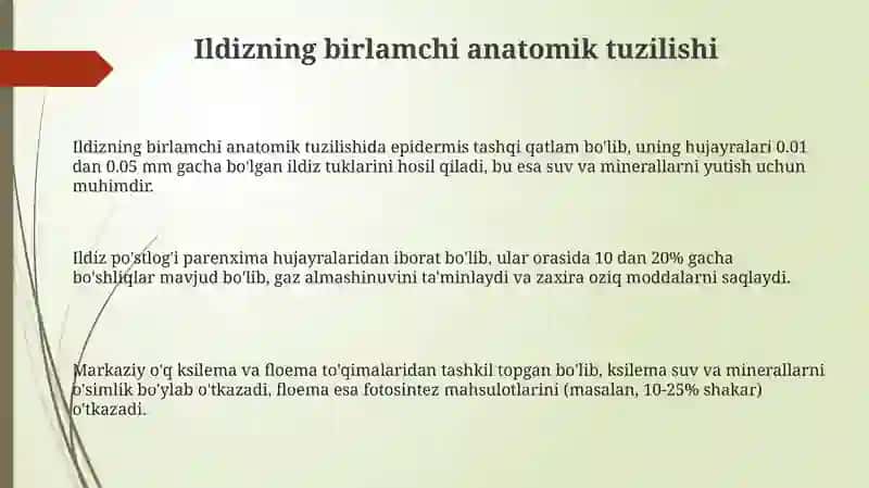 Ildizning birlamchi anatomik tuzilishi 3