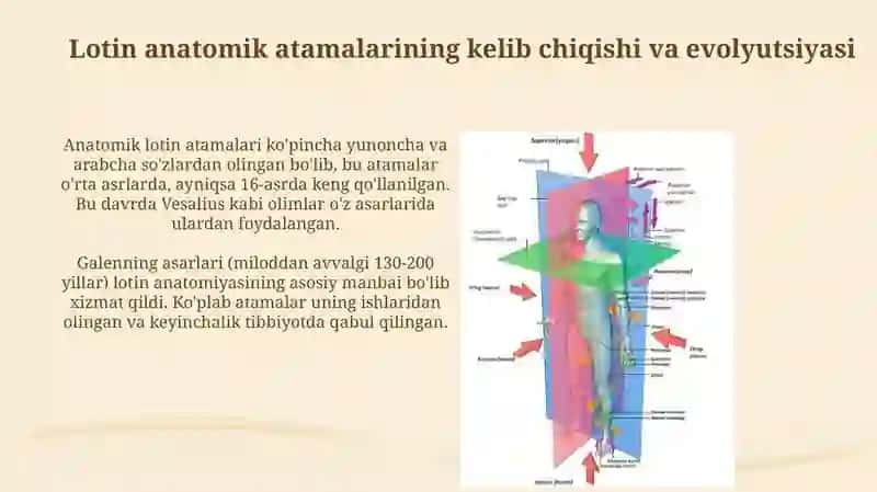 Tibbiyotda lotin tilida anatomik iboralarning tarjimasi va ishlatilishi 3