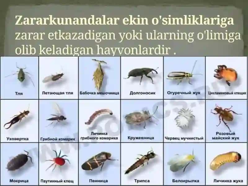 Zararkunandalar ekin o'simliklari gazarar etkazadigan yoki ularning o'limiga olib keladigan hayvonlar 3