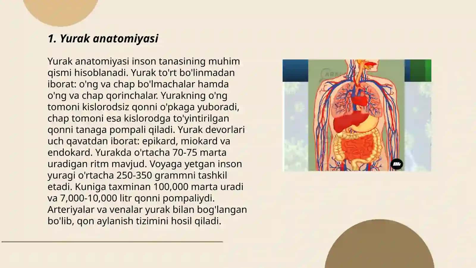 Yurak anatomiyasi 3