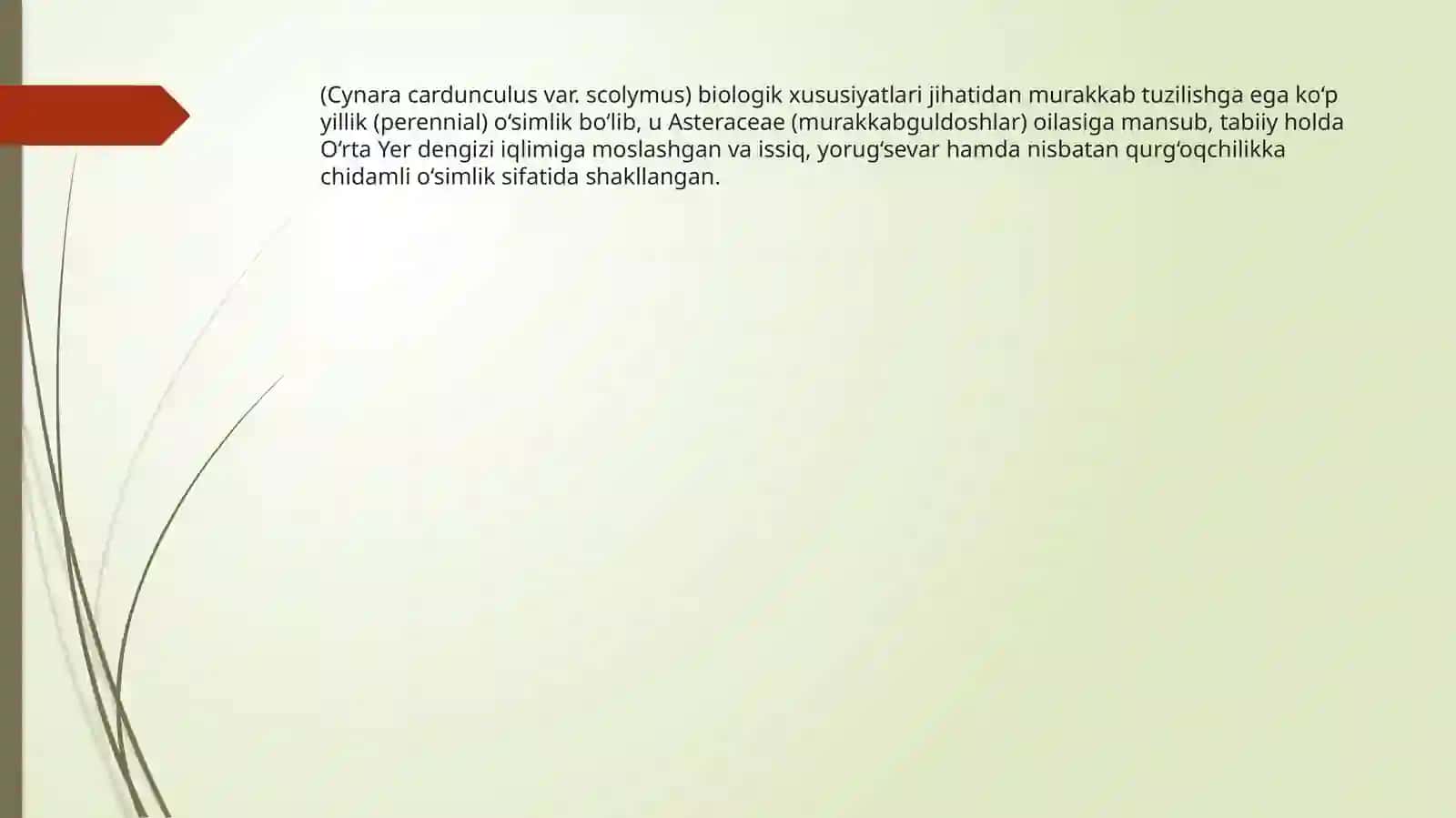 ARTISHOK ( Cynara scolymus L)OʻSIMLIGINIYETISHTIRISHTEXNOLOGIYASI 3