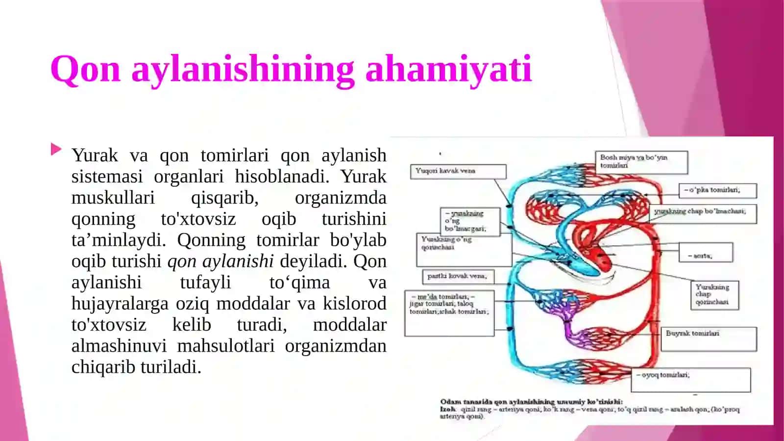 Qonaylanishiningahamiyati, yurakning tuzilishi 3