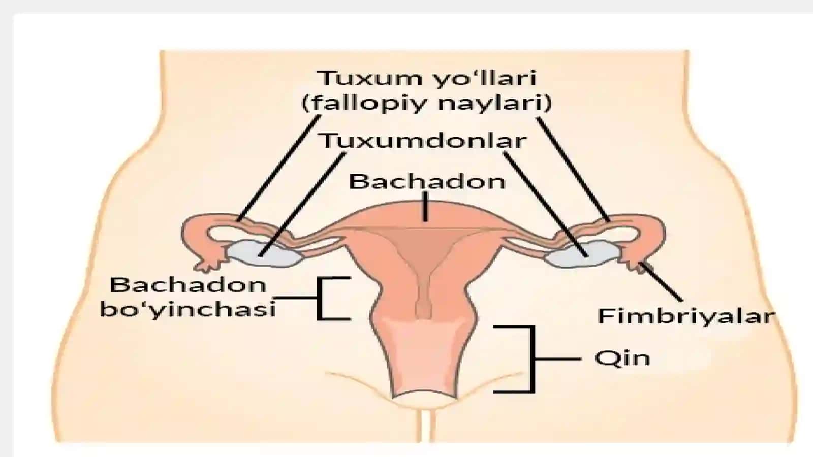 Ayolar va erkaklar reproduktiv a'zolari kasaliklari 3