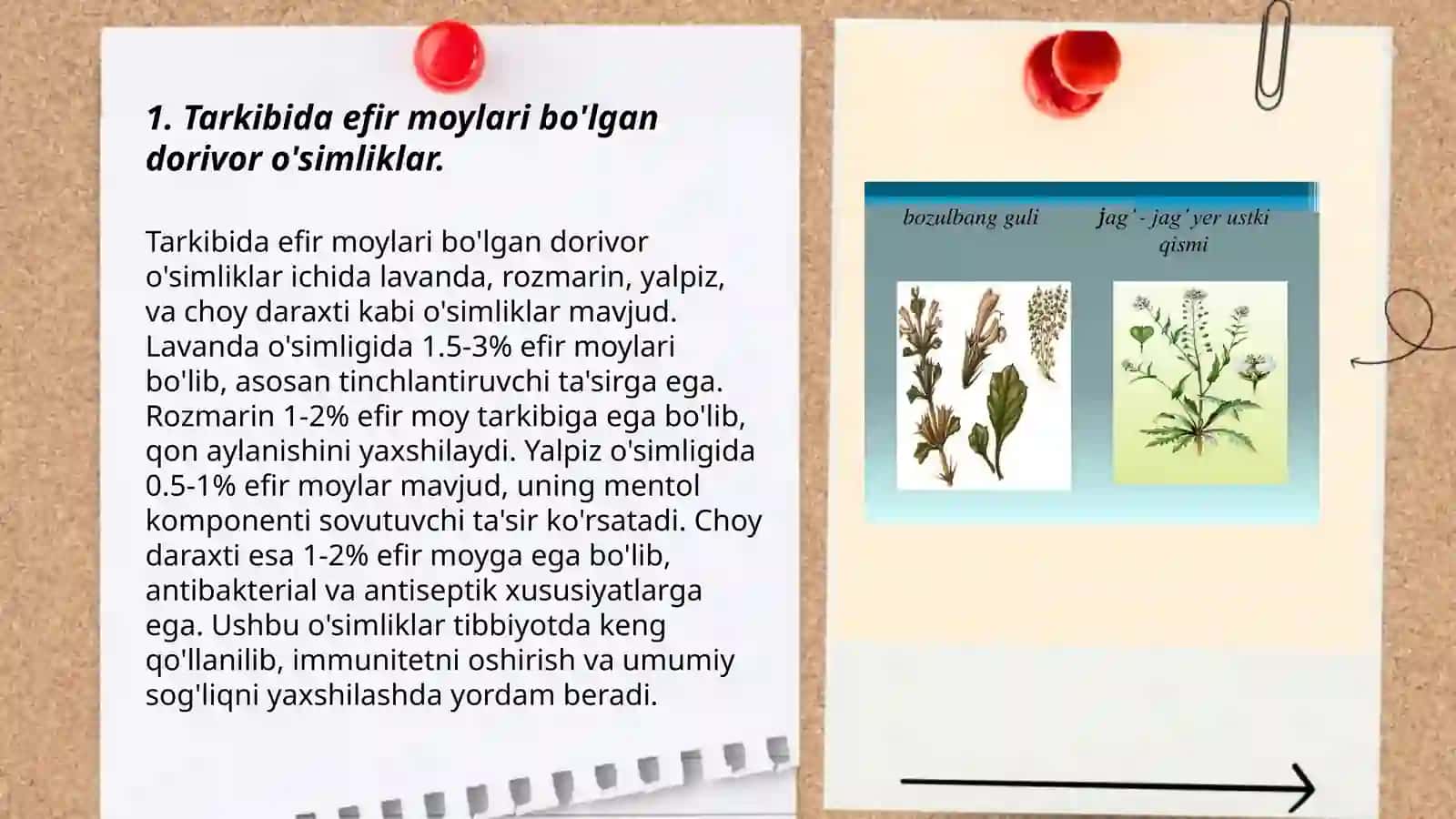 Dorivor o'simliklar gerbariylari va mahsulotlari 3