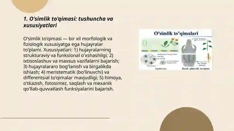 O'simlik to'qimalari va klassifikatsiyasi 3