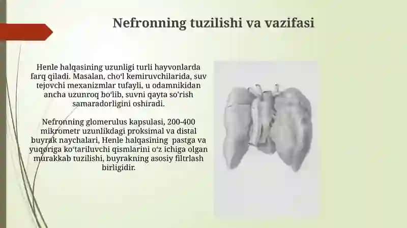 Nefronning tuzilishi va vazifasi 3