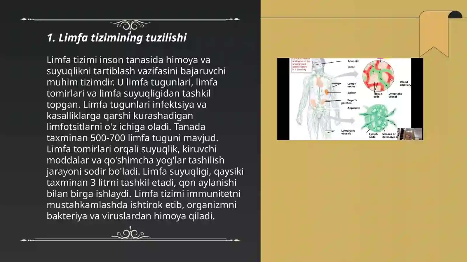 Limfa tizimi 3