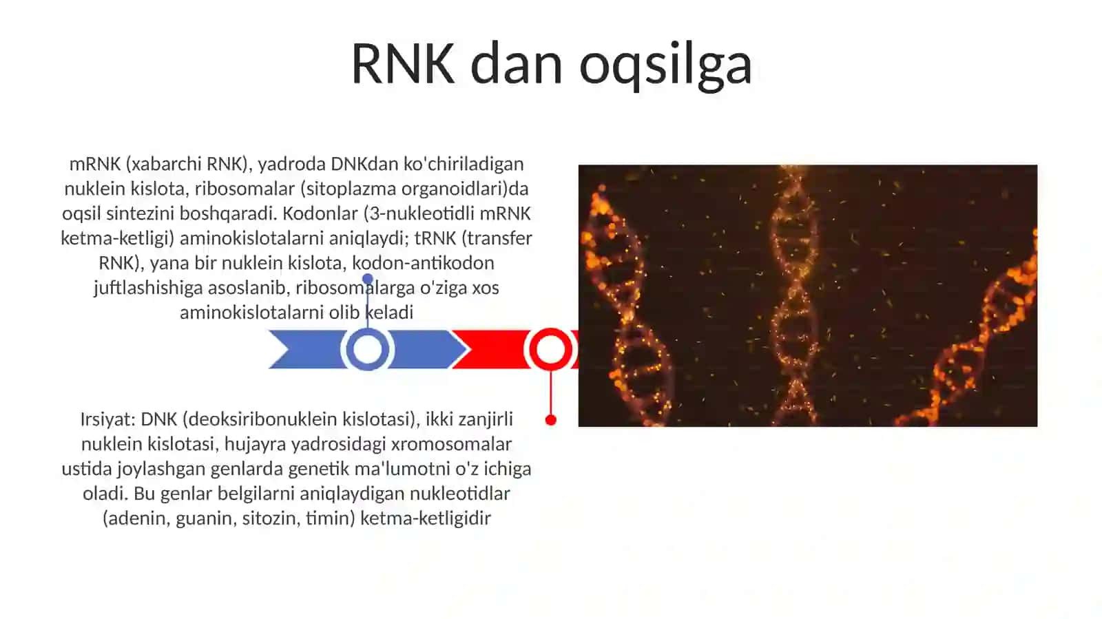 Nuklein kislotalar va irsiy belgilarining nasldan-naslga o‘tishdagi roli 3